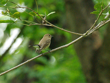 オジロヒタキ?(Red-throated Flycatcher) IMGP48363_R