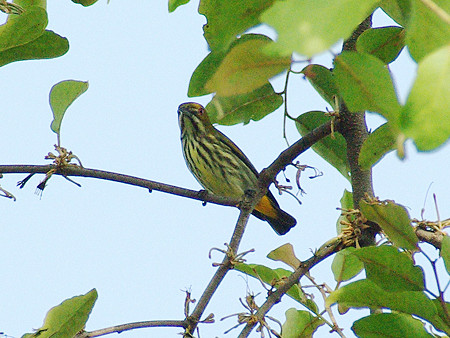ムナフハナドリ(Yellow-vented Flowerpecker) IMGP9734_R