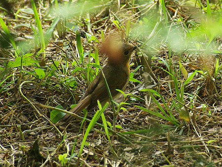 FLYCATCHER IMGP49874_R