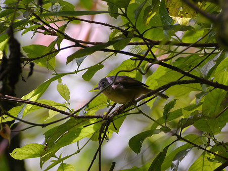 メジロチメドリ(Grey-cheeked Fulvetta) P1190967_R