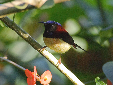 ムナグロタイヨウチョウ♂(Black-throated Sunbird) IMGP50571(LR)_R2