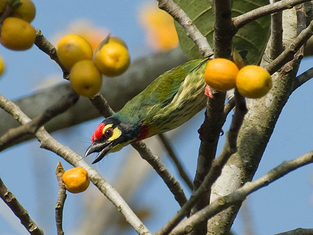 ムネアカゴシキドリ(Coppersmith Barbet) IMGP50699_R