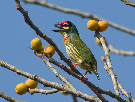 ムネアカゴシキドリ(Coppersmith Barbet) IMGP50780_R