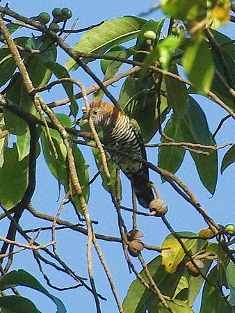 ミドリテリカッコー(Asian Emerald Cuckoo) IMGP48843(LR)-800R