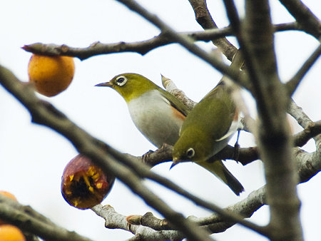 チョウセンメジロ(Chestnut-flanked White-eye) IMGP54297_R