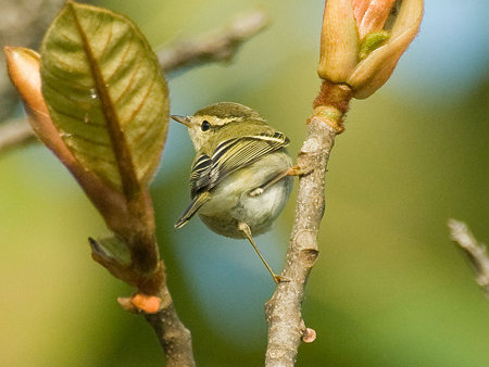 キマユムシクイ(Yellow-browed Warbler) IMGP54450_R