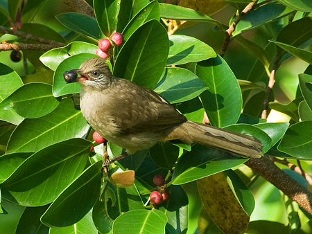 ミミジロヒヨドリ(Streak-eared Bulbul) IMGP54757_R