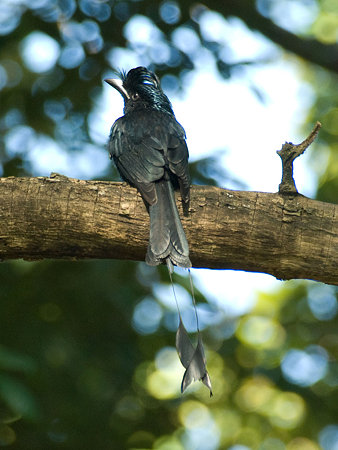 カザリオウチュウ(Greater Racket-tailed Drongo) IMGP54967_R