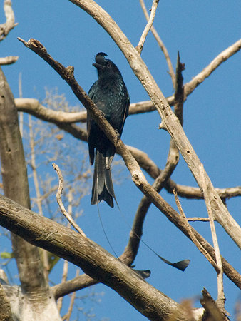 カザリオウチュウ(Greater Racket-tailed Drongo) IMGP54929-R