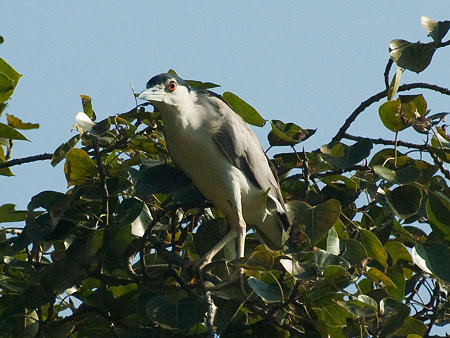 ゴイサギ(Black-crowned Night Heron) IMGP55232_R