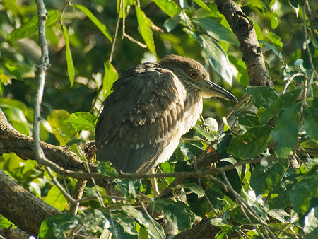 ゴイサギ(Black-crowned Night Heron) IMGP55189_R
