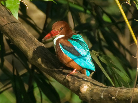 アオショウビン(White-throated Kingfisher) IMGP55158_R