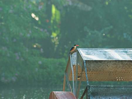 ヤマショウビン(Black-capped Kingfisher) IMGP55023(NO-TRIM)