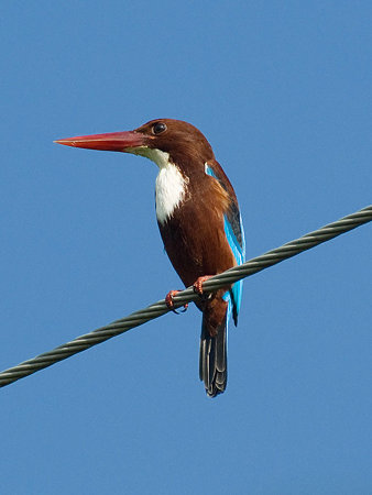 アオショウビン(White-throated Kingfisher) IMGP52675_R(2)