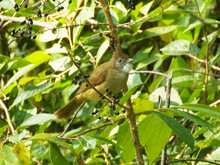 ノドジロカンムリヒヨドリ(Puff-throated Bulbul) IMGP57251_R