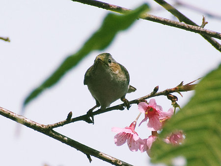 身元不明 IMGP58924_R