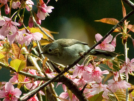 身元不明 IMGP58946_R