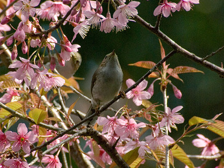 身元不明 IMGP58939_R