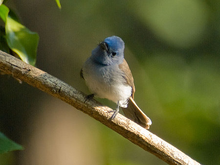 クロエリヒタキ(Black-naped IMGP100341_R