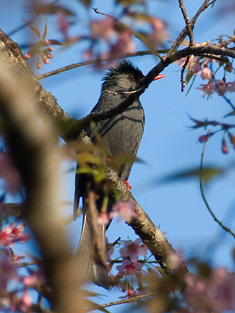 シロガシラクロヒヨドリ(Black Bulbul) IMGP100968_R