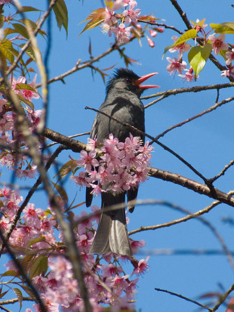 シロガシラクロヒヨドリ(Black Bulbul) IMGP102613_R