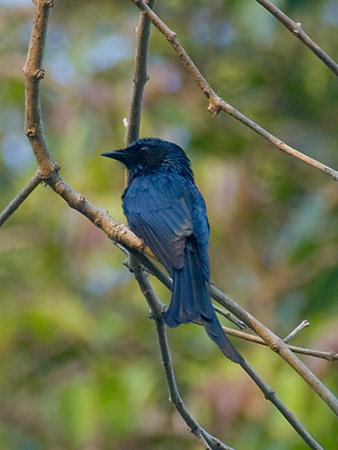 ヒメオウチュウ(Bronzed Drongo) IMGP103577_R2