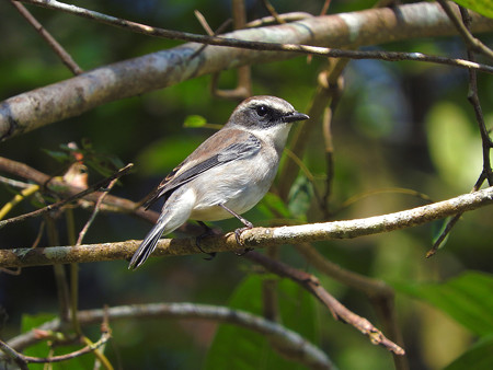 ヤマザキヒタキ(Grey Bushchat) DSCN1811_RS