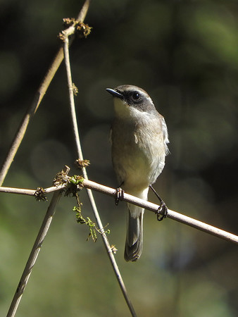 ヤマザキヒタキ(Grey Bushchat) DSCN1836_RS