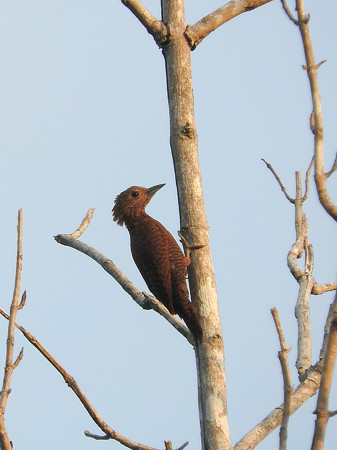 クリチャゲラ(Rufous Woodpecker) DSCN2470_RS