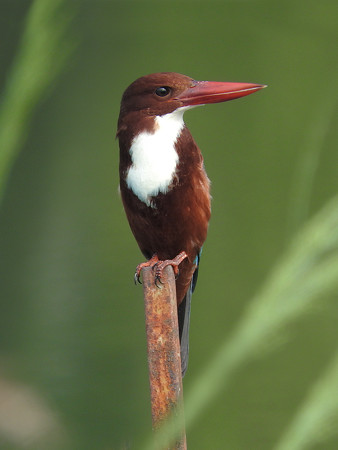 アオショウビン(White-throated Kingfisher) DSCN3022_RS