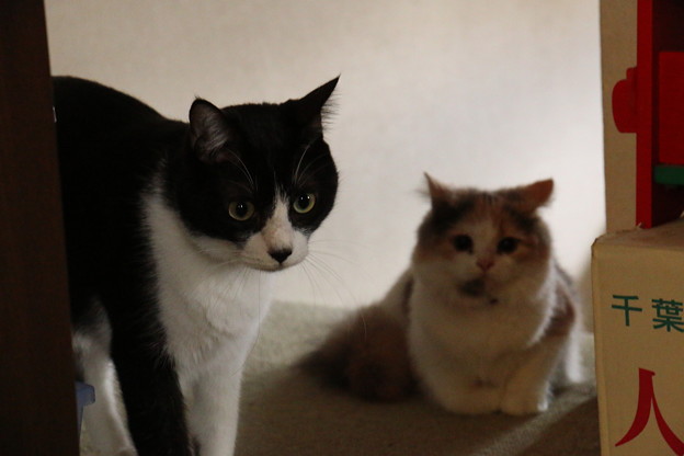 わらび&もなか