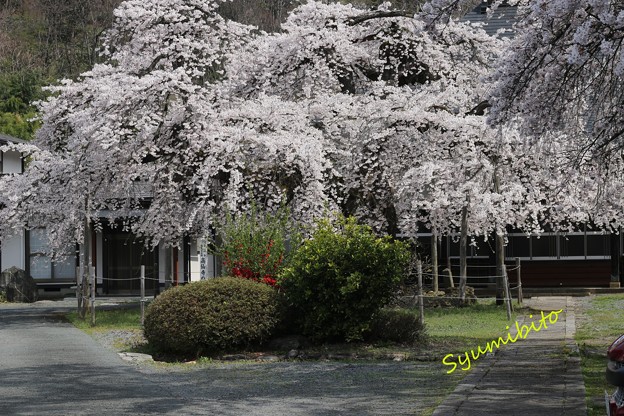 高仙寺のしだれ桜 (山形県上山市)