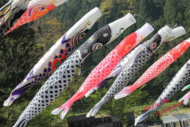 高瀬地区 鯉のぼり (2)