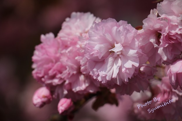 八重桜 立谷川にて 5月3日
