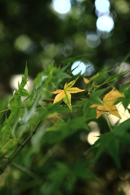 Photos: 7F1A2954