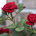Photos: 情熱の赤い薔薇