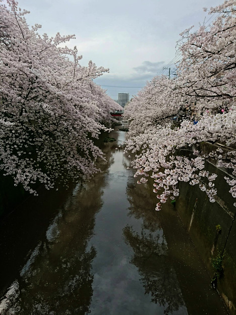 石神井川　桜