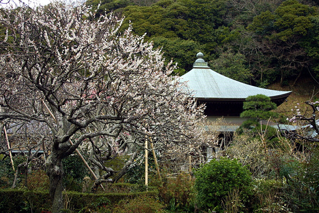 Photos: 06,03,13瑞泉寺梅