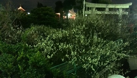 夜梅@町田天満宮