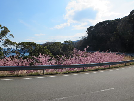 桜が咲き誇る