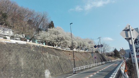 後ろを向くと桜