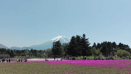 富士芝桜まつり1