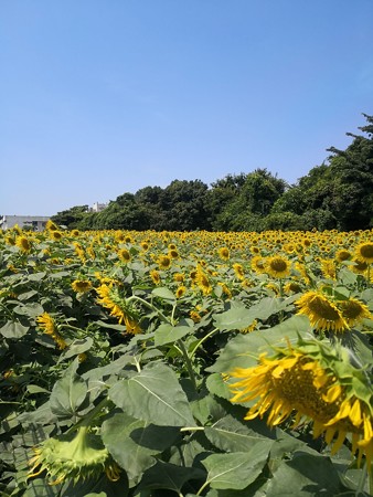 座間ひまわり祭り(栗原会場)