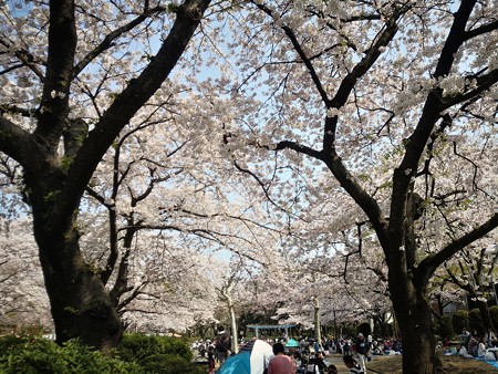 鹿沼公園 桜祭り