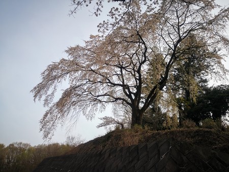 枝垂桜@観音禅寺