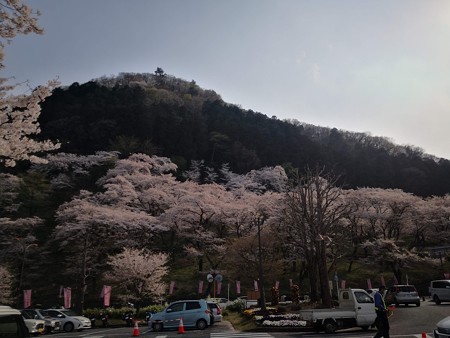 城山の桜
