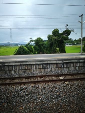 ただのつる草だけどモニュメント思った@高浜駅