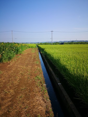 稲穂がきれないな座間ひまわり会場
