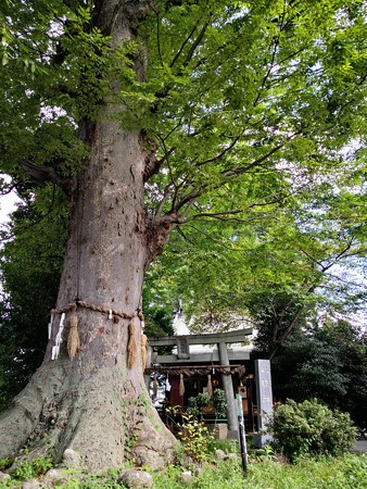 神木と八坂神社