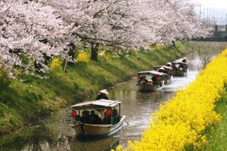 水郷めぐりの桜と菜の花